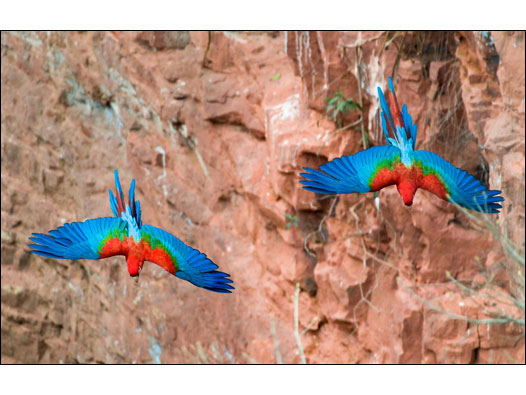 Araras do Pantanal (Foto: Luciano Candisani)