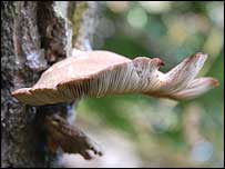 Oyster mushroom
