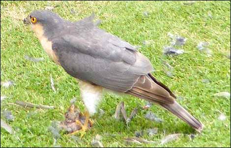 Bird of Prey in Bourton on the Water
