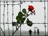 Buchenwald toplama kampının tel örgülerine asılı bir gül