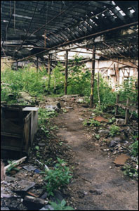 Trees growing in Royal Mills in Ancoats