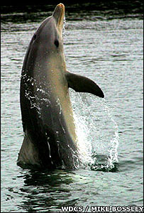 Golfinho 'andando' com a cauda