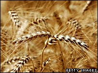 गेंहूँ की बाली