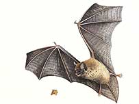 Pipistrelle Bat c/o RSPB Images /Chris  Shields