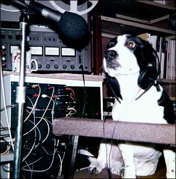 Dog in studio 352