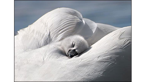 'O centro das atenções' (Foto: Peter Byrne, Finlândia)