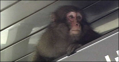 Macaco em estação de trem de Tóquio
