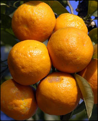 西班牙塞维利亚桔子