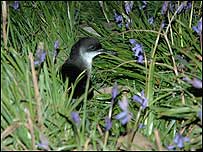 Bird film (Image:Manx Shearwater)