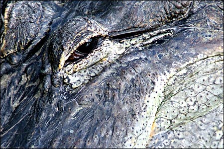 Alligator (c) Gemma Keys