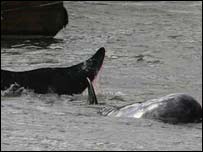 نهنگ در تمز