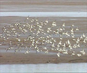 Some of the wildlife on the Dee Estuary