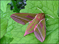 Elephant Hawk moth (c) Richard Burkmar