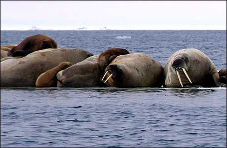 More walruses on sea ice