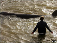نهنگ در تمز شنا می کند