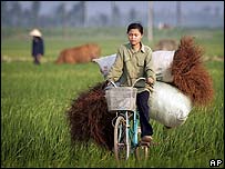 زنی در یک دشت در ویتنام