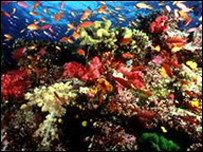Rặng san hô