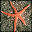 Estuary activities (Image: Starfish)
