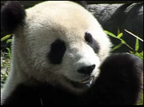 Panda na reserva de Wolong, Sichuan