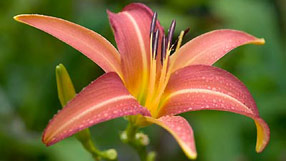 Gardening homepage (A daylily)