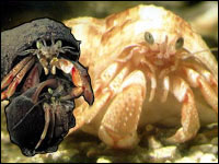 Hermit Crabs -  copyright Colin Froud  -  Divercol Productions  