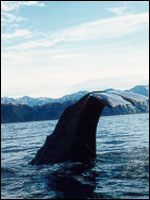 A sperm whale prepares to dive back down into the  cool waters off  Kaikoura