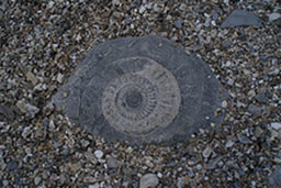 Ammonite. © Inkognitoh (Leonie)