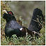 Capercaillie video (Image: Capercaillie c/o RSPB Images and Duggan)