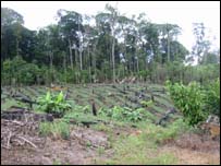 Đốt rẫy làm nương