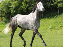 Eric the horse outstanding in his field