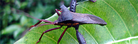 Insect in Borneo