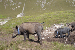 Wild Boar, Alladale Estate