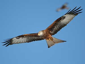 Red Kite At Gigrin Farm (Image c/o Gigrin Farm)