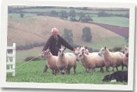 Treilaon cŵn defaid