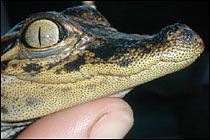 Baby alligator
