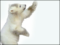 कुछ भालू पेड़ पर भी चढ़ सकते हैं