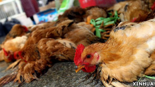 上海某菜市场内等待屠宰的活鸡(新华社图片5/4/2013)