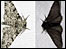 Light and dark forms of the peppered moth