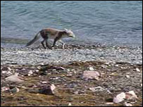 Arctic fox, Svalbard