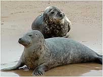 Seals at Blakeney c/o Bean's  Boat Trips
