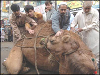 قربانی کا اُونٹ