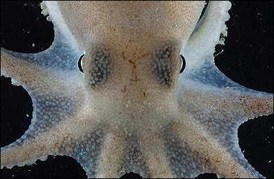 Imagem BAS/P.BUCKTROUT