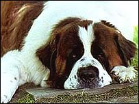 Cachorro São Bernardo