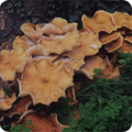 Honey fungus
