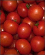 A crop of ripe tomatoes. 