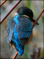 Kingfisher by Keith Diment