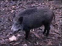 Wild Boar