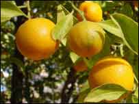 درخت نارنج