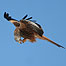 Kite in air (Image c/o Gigrin Farm)
