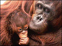 Orangotando  (foto: Ian Redmond)
